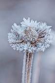 BROUGHTON GRANGE GARDENS, OXFORDSHIRE: WINTER, FROST, JANUARY, FROSTY SEED HEADS OF ECHINACEA PURPUREA RUBINGLOW. PERENNIALS