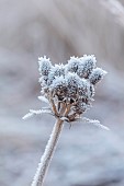 BROUGHTON GRANGE GARDENS, OXFORDSHIRE: WINTER, FROST, JANUARY, FROSTY SEED HEADS OF ERYNGIUM AGAVIFOLIUM. PERENNIALS