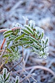 BROUGHTON GRANGE GARDENS, OXFORDSHIRE: WINTER, FROST, JANUARY, FROSTY FLOWERS, LEAVES, FOLIAGE OF EUPHORBIA NICAEENSIS. PERENNIALS