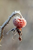 BROUGHTON GRANGE GARDENS, OXFORDSHIRE: WINTER, FROST, JANUARY, FROSTY SEED HEADS, FRUIT, HIPS, ROSES, ROSA DOUBLE DE COUBERT