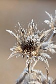 BROUGHTON GRANGE GARDENS, OXFORDSHIRE: WINTER, FROST, JANUARY, FROSTY SEED HEADS OF ERYNGIUM GIGANTEUM. PERENNIALS