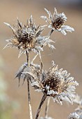 BROUGHTON GRANGE GARDENS, OXFORDSHIRE: WINTER, FROST, JANUARY, FROSTY SEED HEADS OF ERYNGIUM GIGANTEUM. PERENNIALS