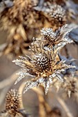 BROUGHTON GRANGE GARDENS, OXFORDSHIRE: WINTER, FROST, JANUARY, FROSTY SEED HEADS OF ERYNGIUM GIGANTEUM. PERENNIALS
