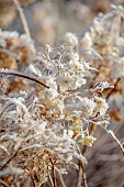 BROUGHTON GRANGE GARDENS, OXFORDSHIRE: WINTER, FROST, JANUARY, FROSTY SEED HEADS, FLOWERS OF HYDRANGEA ARBORESCENS, SHRUBS