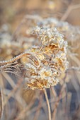 BROUGHTON GRANGE GARDENS, OXFORDSHIRE: WINTER, FROST, JANUARY, FROSTY SEED HEADS, FLOWERS OF HYDRANGEA ARBORESCENS, SHRUBS