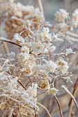 BROUGHTON GRANGE GARDENS, OXFORDSHIRE: WINTER, FROST, JANUARY, FROSTY SEED HEADS, FLOWERS OF HYDRANGEA ARBORESCENS, SHRUBS