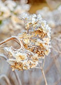 BROUGHTON GRANGE GARDENS, OXFORDSHIRE: WINTER, FROST, JANUARY, FROSTY SEED HEADS, FLOWERS OF HYDRANGEA ARBORESCENS, SHRUBS