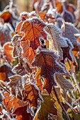 BROUGHTON GRANGE GARDENS, OXFORDSHIRE: WINTER, FROST, JANUARY, FROSTY SEED HEADS, FLOWERS OF HYDRANGEA QUERCIFOLIA, DECIDUOUS, SHRUBS
