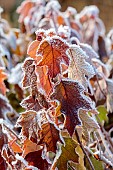 BROUGHTON GRANGE GARDENS, OXFORDSHIRE: WINTER, FROST, JANUARY, FROSTY SEED HEADS, FLOWERS OF HYDRANGEA QUERCIFOLIA, DECIDUOUS, SHRUBS