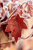 BROUGHTON GRANGE GARDENS, OXFORDSHIRE: WINTER, FROST, JANUARY, FROSTY SEED HEADS, FLOWERS OF HYDRANGEA QUERCIFOLIA, DECIDUOUS, SHRUBS