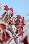 BROUGHTON GRANGE GARDENS, OXFORDSHIRE: WINTER, FROST, JANUARY, FROSTY SEED HEADS, FLOWERS OF HYDRANGEA QUERCIFOLIA, DECIDUOUS, SHRUBS