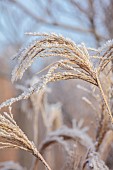 BROUGHTON GRANGE GARDENS, OXFORDSHIRE: WINTER, FROST, JANUARY, FROSTY SEED HEADS, FLOWERS OF MISCANTHUS SINENSIS UNDINE, ORNAMENTAL, GRASSES
