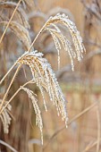 BROUGHTON GRANGE GARDENS, OXFORDSHIRE: WINTER, FROST, JANUARY, FROSTY SEED HEADS, FLOWERS OF MISCANTHUS SINENSIS UNDINE, ORNAMENTAL, GRASSES
