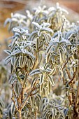 BROUGHTON GRANGE GARDENS, OXFORDSHIRE: WINTER, FROST, JANUARY, FROSTY LEAVES, FOLIAGE OF PHLOMIS ANATOLICA LLOYDS VARIETY, SHRUBS