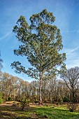 GEOFFREY COOPER NATIONAL COLLECTION OF EUCALYPTUS, OXFORDSHIRE: TREES, LEAVES, FOLIAGE, EUCALYPTUS PERRINIANA, SPINNING GUM