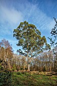 GEOFFREY COOPER NATIONAL COLLECTION OF EUCALYPTUS, OXFORDSHIRE: TREES, LEAVES, FOLIAGE, EUCALYPTUS PERRINIANA, SPINNING GUM