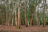 GEOFFREY COOPER NATIONAL COLLECTION OF EUCALYPTUS, OXFORDSHIRE: EUCALYPTUS TREES GROWING IN THE WOODLAND
