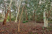 GEOFFREY COOPER NATIONAL COLLECTION OF EUCALYPTUS, OXFORDSHIRE: EUCALYPTUS TREES GROWING IN THE WOODLAND