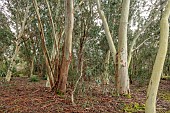 GEOFFREY COOPER NATIONAL COLLECTION OF EUCALYPTUS, OXFORDSHIRE: EUCALYPTUS TREES GROWING IN THE WOODLAND