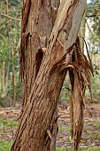 GEOFFREY COOPER NATIONAL COLLECTION OF EUCALYPTUS, OXFORDSHIRE: EUCALYPTUS TREE, BARK, TRUNK, EUCALYPTUS VIMINALIS, MANNA GUM, WHITE GUM, RIBBON GUM