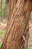 GEOFFREY COOPER NATIONAL COLLECTION OF EUCALYPTUS, OXFORDSHIRE: EUCALYPTUS TREE, BARK, TRUNK, EUCALYPTUS VIMINALIS, MANNA GUM, WHITE GUM, RIBBON GUM