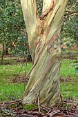 GEOFFREY COOPER NATIONAL COLLECTION OF EUCALYPTUS, OXFORDSHIRE: EUCALYPTUS TREE, BARK, TRUNK, EUCALYPTUS PAUCIFLORA SUBSP NIPHOPHILA, SNOW GUM