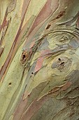 GEOFFREY COOPER NATIONAL COLLECTION OF EUCALYPTUS, OXFORDSHIRE: EUCALYPTUS TREE, BARK, TRUNK, EUCALYPTUS PAUCIFLORA SUBSP NIPHOPHILA, SNOW GUM