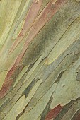 GEOFFREY COOPER NATIONAL COLLECTION OF EUCALYPTUS, OXFORDSHIRE: EUCALYPTUS TREE, BARK, TRUNK, EUCALYPTUS PAUCIFLORA SUBSP NIPHOPHILA, SNOW GUM