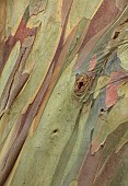 GEOFFREY COOPER NATIONAL COLLECTION OF EUCALYPTUS, OXFORDSHIRE: EUCALYPTUS TREE, BARK, TRUNK, EUCALYPTUS PAUCIFLORA SUBSP NIPHOPHILA, SNOW GUM
