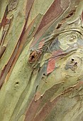 GEOFFREY COOPER NATIONAL COLLECTION OF EUCALYPTUS, OXFORDSHIRE: EUCALYPTUS TREE, BARK, TRUNK, EUCALYPTUS PAUCIFLORA SUBSP NIPHOPHILA, SNOW GUM