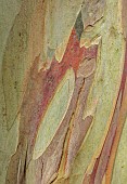 GEOFFREY COOPER NATIONAL COLLECTION OF EUCALYPTUS, OXFORDSHIRE: EUCALYPTUS TREE, BARK, TRUNK, EUCALYPTUS PAUCIFLORA SUBSP NIPHOPHILA, SNOW GUM