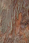 GEOFFREY COOPER NATIONAL COLLECTION OF EUCALYPTUS, OXFORDSHIRE: EUCALYPTUS TREE, BARK, TRUNK, EUCALYPTUS DELEGATENSIS SUBSP. TASMANIENSIS
