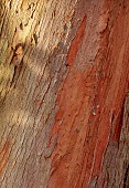 GEOFFREY COOPER NATIONAL COLLECTION OF EUCALYPTUS, OXFORDSHIRE: EUCALYPTUS TREE, BARK, TRUNK, EUCALYPTUS DELEGATENSIS, ALPINE ASH