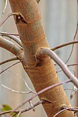 GEOFFREY COOPER NATIONAL COLLECTION OF EUCALYPTUS, OXFORDSHIRE: EUCALYPTUS TREE, BARK, TRUNK, EUCALYPTUS SMITHII, IRONBARK PEPPERMINT, GULLY GUM, GULLY PEPPERMINT