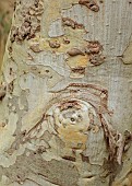 GEOFFREY COOPER NATIONAL COLLECTION OF EUCALYPTUS, OXFORDSHIRE: EUCALYPTUS TREE, BARK, TRUNK, EUCALYPTUS PAUCIFLORA SUBSP DEBEUZEVILLEI