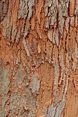 GEOFFREY COOPER NATIONAL COLLECTION OF EUCALYPTUS, OXFORDSHIRE: EUCALYPTUS TREE, BARK, TRUNK, EUCALYPTUS DELEGATENSIS SUBSP. TASMANIENSIS