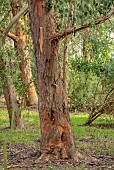 GEOFFREY COOPER NATIONAL COLLECTION OF EUCALYPTUS, OXFORDSHIRE: EUCALYPTUS TREE, BARK, TRUNK, EUCALYPTUS DELEGATENSIS SUBSP. TASMANIENSIS