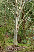 GEOFFREY COOPER NATIONAL COLLECTION OF EUCALYPTUS, OXFORDSHIRE: EUCALYPTUS TREE, BARK, TRUNK, EUCALYPTUS PAUCIFLORA SUBSP DEBEUZEVILLEI