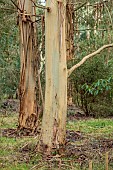 GEOFFREY COOPER NATIONAL COLLECTION OF EUCALYPTUS, OXFORDSHIRE: EUCALYPTUS TREE, BARK, TRUNK, EUCALYPTUS GUNNII SUBSP. DIVARICATA