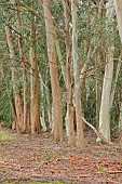 GEOFFREY COOPER NATIONAL COLLECTION OF EUCALYPTUS, OXFORDSHIRE: EUCALYPTUS GROWING IN THE WOODLAND , TREES, TRUNK, BARK