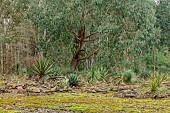 GEOFFREY COOPER NATIONAL COLLECTION OF EUCALYPTUS, OXFORDSHIRE: EUCALYPTUS CAMPHORA, XEROPHYTES, SUCCULENTS, TREES