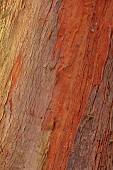 GEOFFREY COOPER NATIONAL COLLECTION OF EUCALYPTUS, OXFORDSHIRE: EUCALYPTUS TREE, BARK, TRUNK, EUCALYPTUS DELEGATENSIS, ALPINE ASH