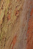 GEOFFREY COOPER NATIONAL COLLECTION OF EUCALYPTUS, OXFORDSHIRE: EUCALYPTUS TREE, BARK, TRUNK, EUCALYPTUS DELEGATENSIS, ALPINE ASH