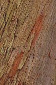 GEOFFREY COOPER NATIONAL COLLECTION OF EUCALYPTUS, OXFORDSHIRE: EUCALYPTUS TREE, BARK, TRUNK, EUCALYPTUS DELEGATENSIS, ALPINE ASH