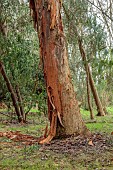 GEOFFREY COOPER NATIONAL COLLECTION OF EUCALYPTUS, OXFORDSHIRE: EUCALYPTUS TREE, BARK, TRUNK, EUCALYPTUS DELEGATENSIS, ALPINE ASH