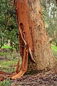 GEOFFREY COOPER NATIONAL COLLECTION OF EUCALYPTUS, OXFORDSHIRE: EUCALYPTUS TREE, BARK, TRUNK, EUCALYPTUS DELEGATENSIS, ALPINE ASH
