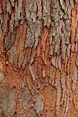 GEOFFREY COOPER NATIONAL COLLECTION OF EUCALYPTUS, OXFORDSHIRE: EUCALYPTUS TREE, BARK, TRUNK, EUCALYPTUS DELEGATENSIS SUBSP. TASMANIENSIS