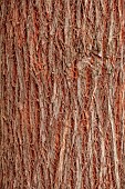 GEOFFREY COOPER NATIONAL COLLECTION OF EUCALYPTUS, OXFORDSHIRE: EUCALYPTUS TREE, BARK, TRUNK, EUCALYPTUS REGNANS, AUSTRALIAN MOUNTAIN ASH