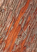 GEOFFREY COOPER NATIONAL COLLECTION OF EUCALYPTUS, OXFORDSHIRE: EUCALYPTUS TREE, BARK, TRUNK, EUCALYPTUS DELEGATENSIS, ALPINE ASH