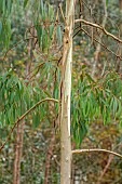 GEOFFREY COOPER NATIONAL COLLECTION OF EUCALYPTUS, OXFORDSHIRE: EUCALYPTUS TREE, BARK, TRUNK, EUCALYPTUS RADIATA, FORTH RIVER PEPPERMINT, NARROW LEAVED PEPPERMINT